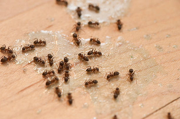 Best Residential Pest Control  in Ada, OK
