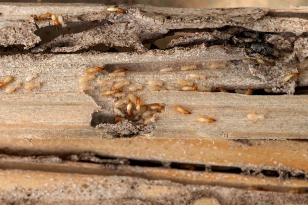 Wasp Removal Services in Ada, OK