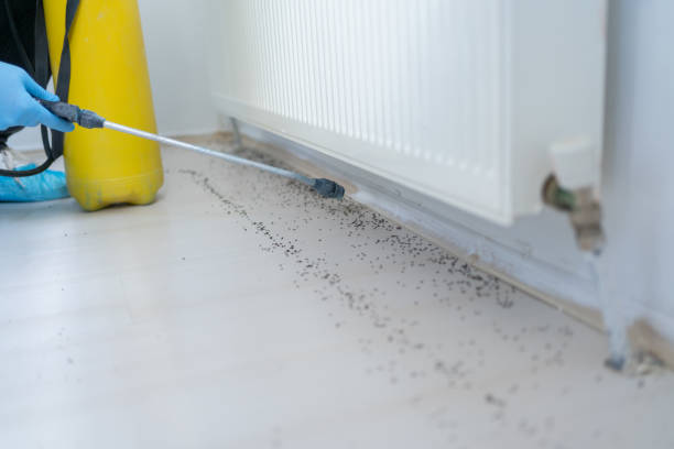Best Wasp Removal Services  in Ada, OK